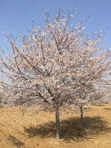 山东高干阳光樱
