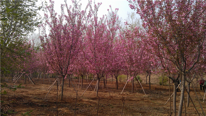 樱花、、山东樱花基地、樱花批发 