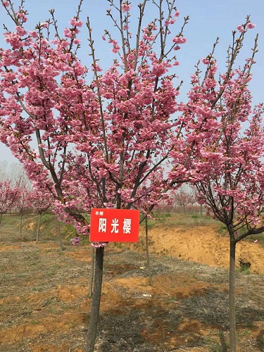 山东早樱苗