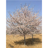 山东高干染井吉野樱花 