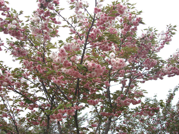 青岛樱花苗