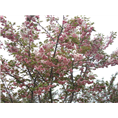青岛樱花苗