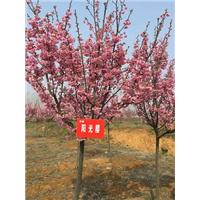 山东早樱苗