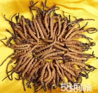 成都烟酒回收信息行情 成都回收虫草下乡了 