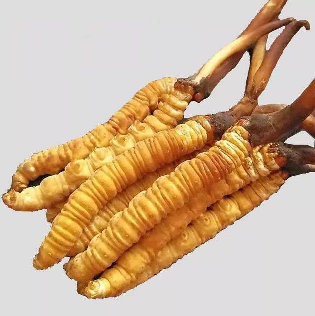 温江回收虫草电话 