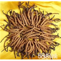 双流回收虫草，华阳回收虫草 