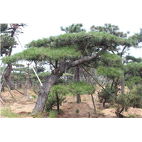 莱芜油松-山东**的油松基地 