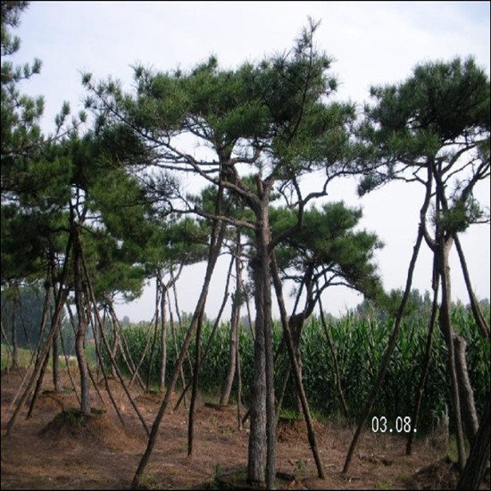 潍坊造型松-济南造型松-山东造型松基地 