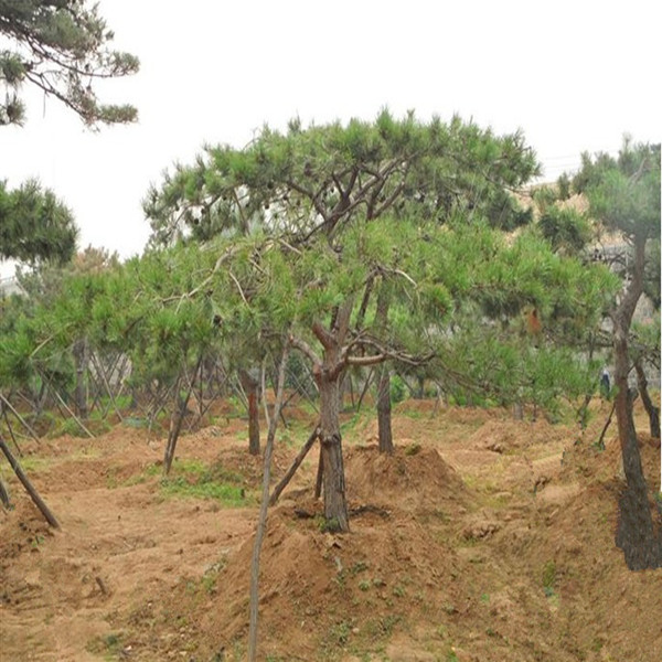 山东山松价格，莱芜造型松、造型黑松价格 