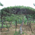 山东赤松\山东赤松价格、山东赤松批发 