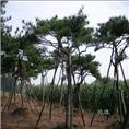 潍坊造型松-济南造型松-山东造型松基地 