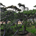 造型油松-莱芜**的造型油松基地 