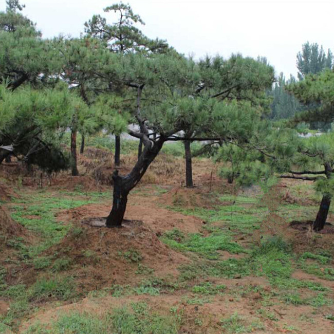 山东造型松价格—造型松批发—供应造型油松 