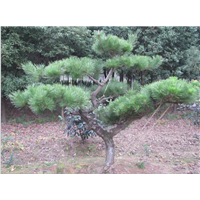 泰安造型黑松——泰安造型黑松