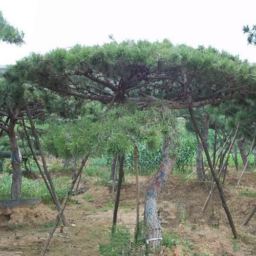 山东赤松\山东赤松价格、山东赤松批发 