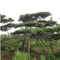 莱芜景观松、莱芜造型松，莱芜造型油松 