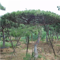 莱芜油松-山东**的油松基地 