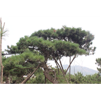莱芜油松-山东**的油松基地 
