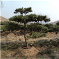 造型油松哪里好？造型油松-造型油松 