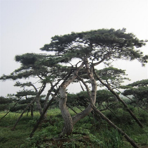 莱芜油松、造型松、造型油松 
