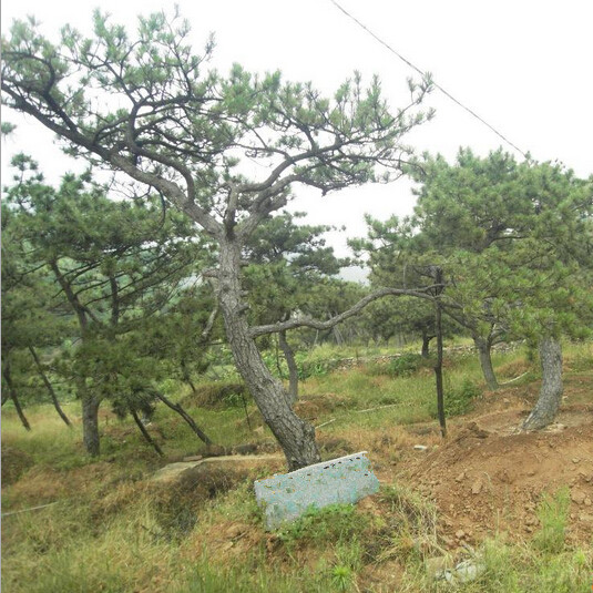 山东造型黑松、莱芜造型黑松、泰安造型黑松 
