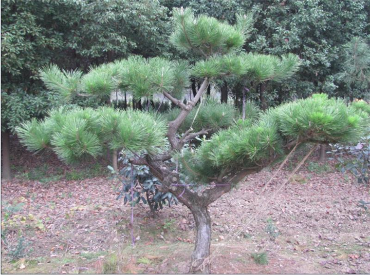 泰安造型黑松——泰安造型黑松批发 