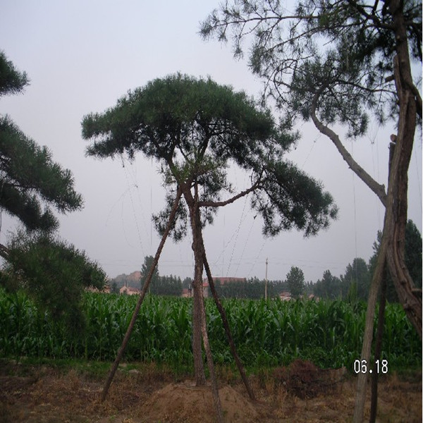 山东造型松苗木—供应造型黑松—造型松价格 