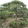 山东造型油松、莱芜造型油松、泰安造型油松 