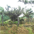 造型油松-山东**的造型油松基地 