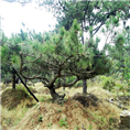 泰山松、山东泰山松批发、山东泰山松价格 