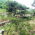 泰山松、山东泰山松、莱芜泰山松 