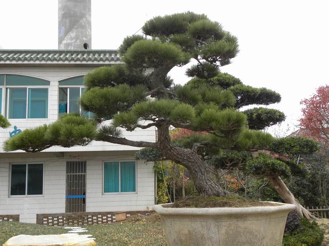 泰安造型黑松——泰安造型黑松批发 