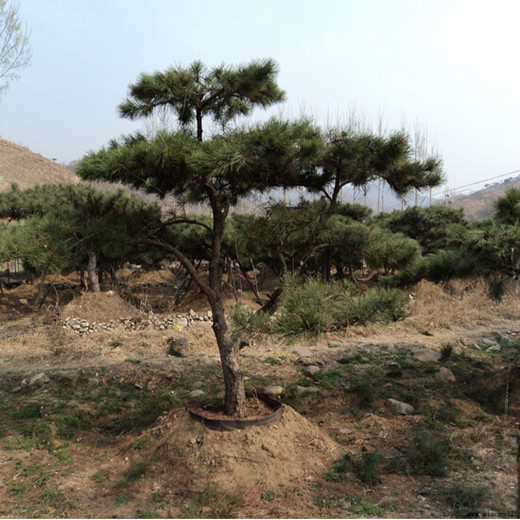 造型油松哪里好？造型油松-造型油松 