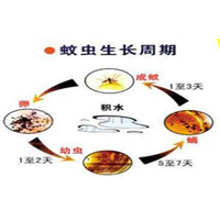江门专业消杀|江门除四害 