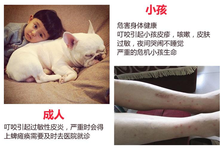 江门除四害|江门灭四害 