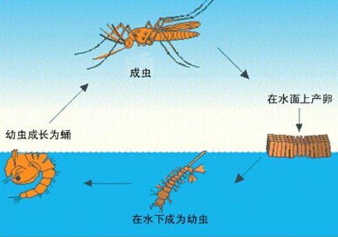 江门专业消杀|江门除四害 