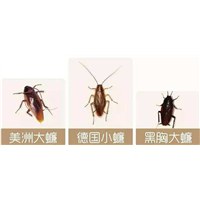 江门消杀|江门专业消杀 