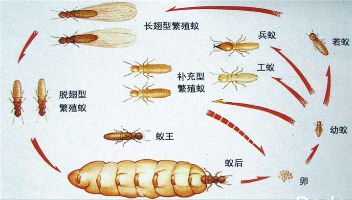 江门苍蝇|江门灭白蚁 