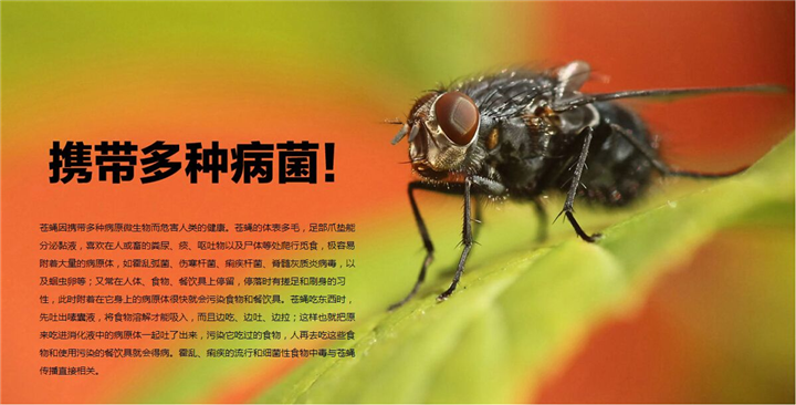 江门灭蟑螂|江门苍蝇 