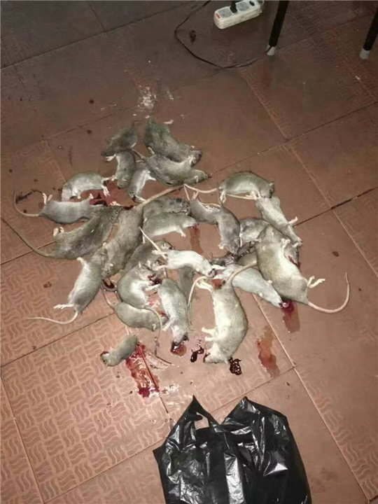 江门灭鼠|江门灭虫 