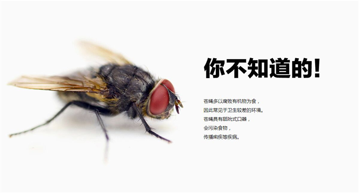 江门灭蟑螂|江门苍蝇 