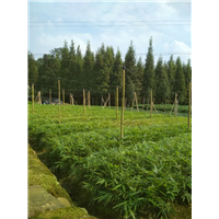 四川楠竹苗/小苗批发