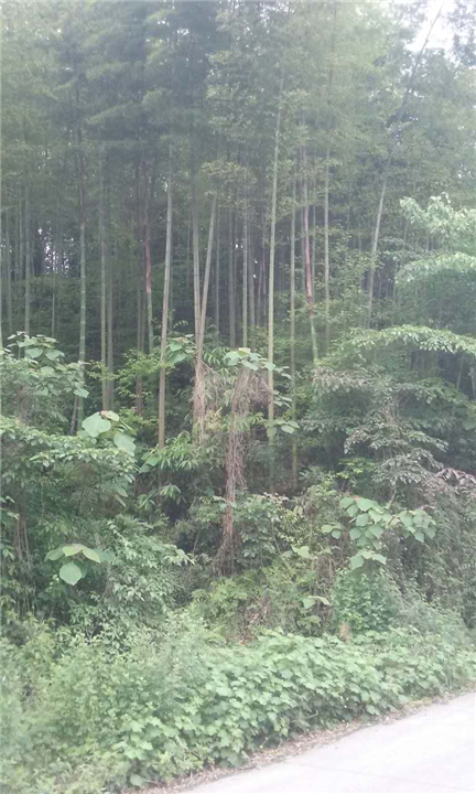 四川毛竹小苗种植@基地@销售 