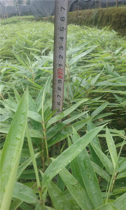 四川毛竹小苗价格@供应@基地