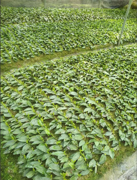 四川安吉白茶|安吉白茶苗 