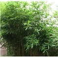 四川楠竹苗种植@基地@销售