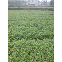 四川黄金芽茶苗小苗价格@供应@基地 