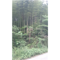 四川毛竹小苗种植@基地@销售 