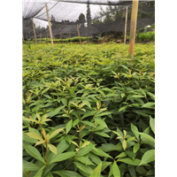 金丝楠木苗厂家供应
