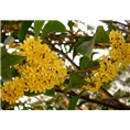 四川桂花苗#四川桂花苗#四川桂花苗